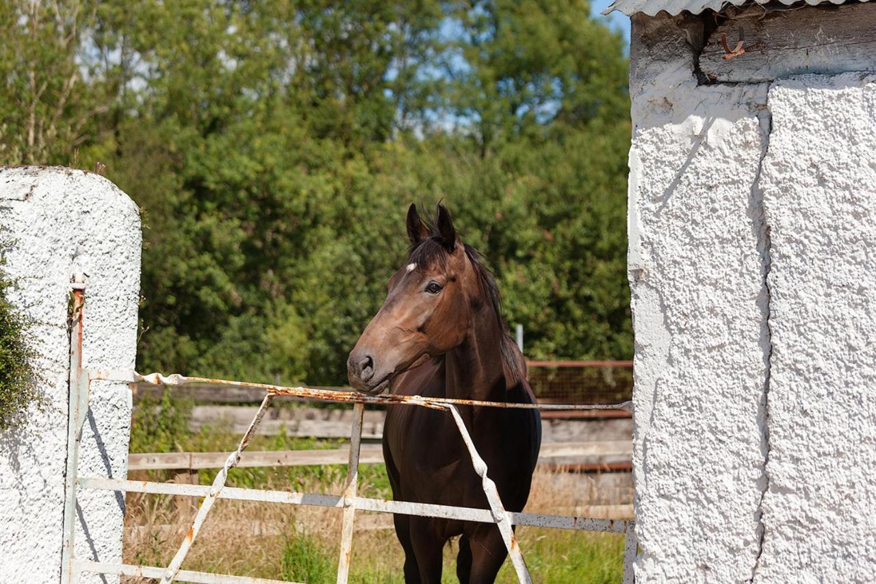 Coolcormack Stud B&B Dungarvan (Waterford) Exterior foto